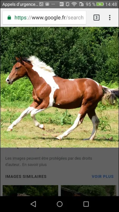 Comment appelle-t-on une robe à deux couleurs ?