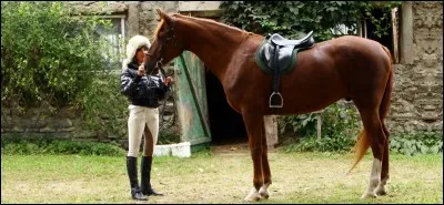 La queue plaquée contre les fesses signifie que le cheval ...