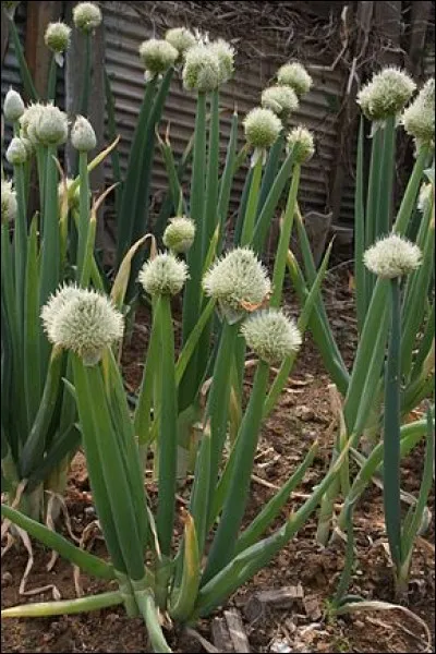 Vous pouvez voir la ciboule.