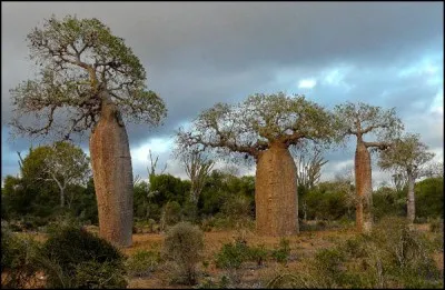 Quel est cet arbre dont le nom scientifique est Andansonia ?