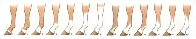 Quelles sont les traces blanches qu'il y a souvent près du sabot ?