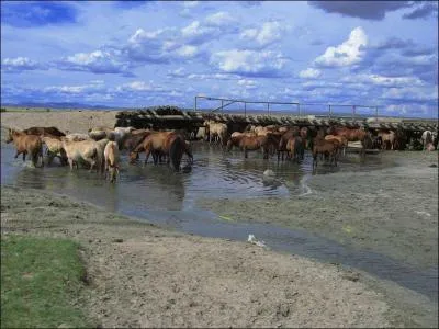 L'eau; Combien un cheval boit  peu prs ?