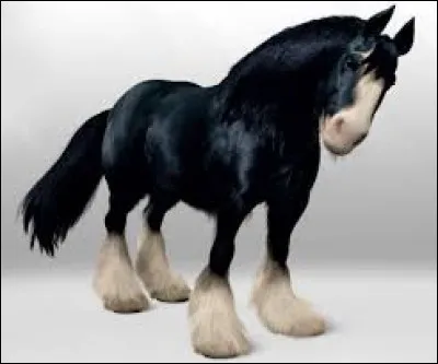 Rebelle - Angus est un cheval de trait...