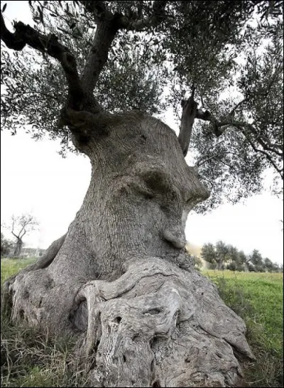 Bien difficile de ne pas imaginer ses yeux, ses immenses sourcils, son nez, sa chevelure ébouriffée. Je ne suis pas psy mais je lui vois un regard malicieux.
Cet arbre n'a-t-il pas un aspect...