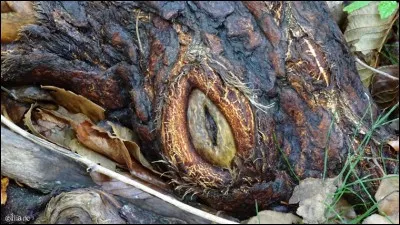 C'est un tronc d'arbre avec ce qui reste d'une défunte branche mais, ne nous regarde-t-il pas comme ...