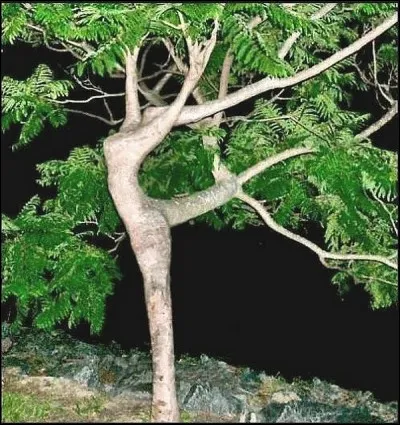 Un arbre qui danse, n'a-t-il pas l'air d'une ...