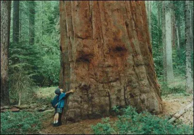 Est-ce un sequoia.. peut-être, toujours est-il que cet immense arbre semble apprécier la marque d'affection que lui fait le petit enfant : qu'est-il enclin à aimer recevoir ?