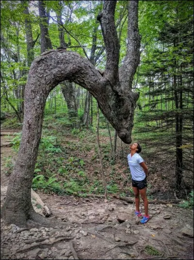 Mon cerveau identifie des cornes comme les bois d'un cervidé mâle, animal qu'on appellerait, dans mon pays, un chevreuil. Mon imagination y voit Bambi : puisqu'il approche le museau, c'est qu'il a confiance alors, on en profite pour s'en faire un ...