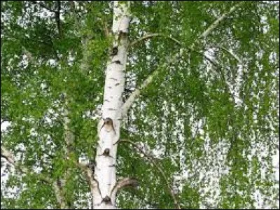 Quelle est la bonne orthographe pour &eacute;crire le nom de cet arbre ?