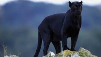 Cette ... est splendide.