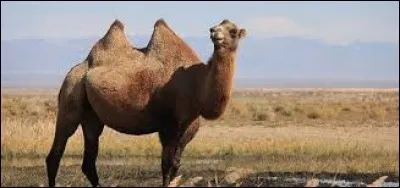 Cet animal possède deux bosses, c'est donc un ...