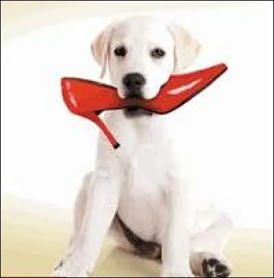 Quel héros d'un roman de Didier van Cauwelaert est un chien guide d'aveugle ?