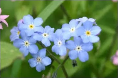Le myosotis est un genre de plantes herbacées de la famille des Boraginaceae.
