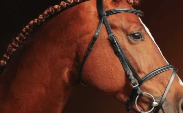 Quiz Galop 1