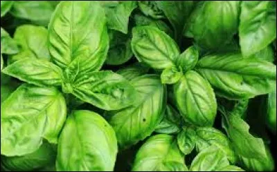 Plante aromatique.