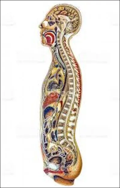 Partie latérale du corps.