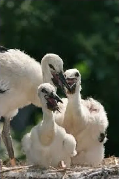 Quel est le petit de la cigogne ?