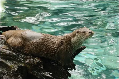 Parmi les animaux suivants, lequel est symbole de douceur ?