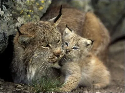 Symbolisant le secret et le mystère, quel est l'animal représentant la vue et la perception ?