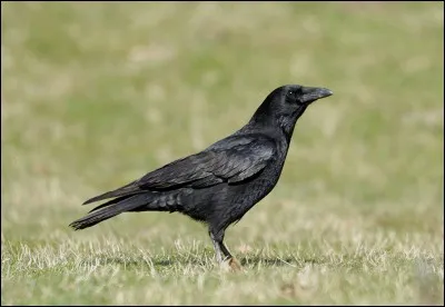 Escroquerie, tromperie, manipulation,... Ces mots vont font penser à quel animal ?