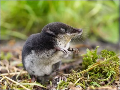 La musaraigne. Ce rongeur vous dit-il quelque chose ? Quel mot représenterait-il, d'après vous ?