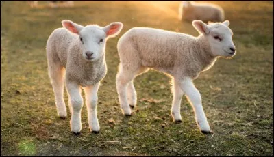 Aimer sa famille, un sentiment assez banal quand on y pense, mais la famille, c'est la famille et malgré les nombreuses disputes, l'amour sera toujours vainqueur. Quel animal représente l'idéal de la famille ?