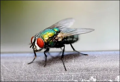 La fainéantise est une chose de plus en plus récurrente chez les adolescents. Il faudrait prendre exemple sur l'animal symbolisant le travail, le travail minutieux !