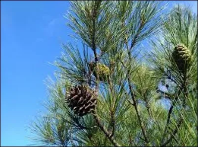 Arbre à aiguilles.