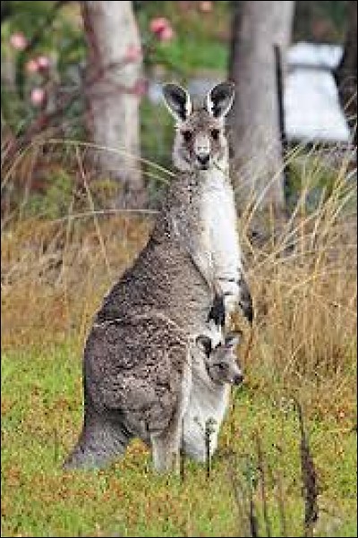 De quel continent le kangourou est-il typique ?