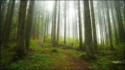 Dans quel(s) univers le protagoniste fuit-il dans un espace boisé ?