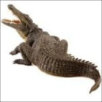 Quelle est la caractéristique des reptiles ?