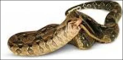 À quoi ressemblent les oreilles des reptiles ?