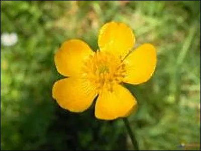 Vrai ou faux ?
Les boutons d'or sont de petites fleurs roses.