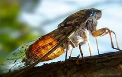 A quel animal La Fontaine a-t-il associé la fourmi ?