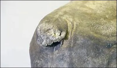 Lequel de ces animaux possédait un clapet anal ?