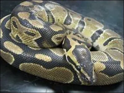 Le python n'est pas qu'un animal, que désigne-t-on aussi par ce nom ?