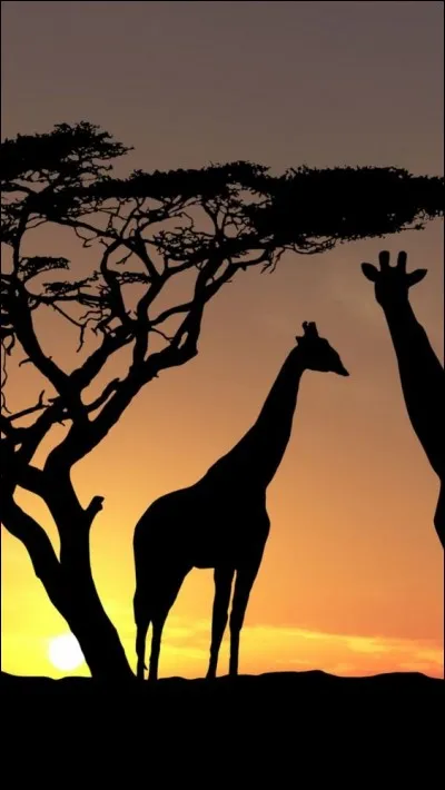 Quelle girafe fait le bonheur des enfants, sous forme de jouet ?