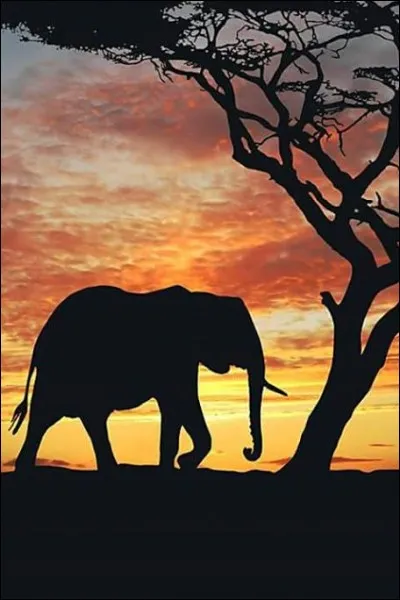 L'éléphant marche :