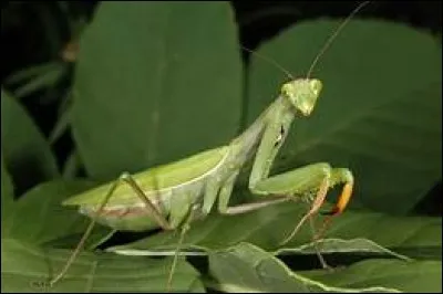 Qu'arrive-t-il souvent au mâle de la mante religieuse après l'accouplement ?