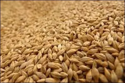 Je suis une céréale mais le langage argotique m'associe également à l'argent...