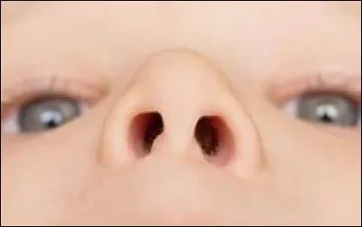 Traduisez "nez" en allemand :