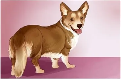 À qui appartient ce chien ?