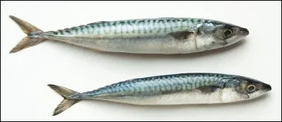 Péril aime-t-elle le poisson cru ?