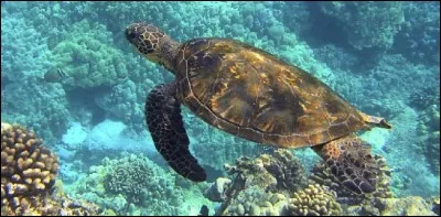 "Tortue" est un nom masculin.