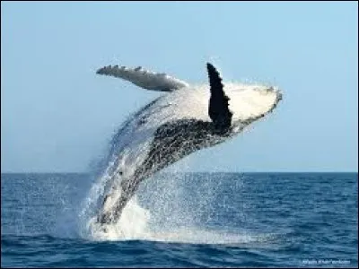 La baleine se nourrit essentiellement d'algues et de méduses.