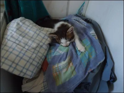 Son chat préféré, c'est...