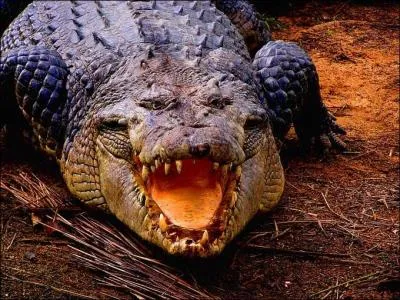 L'expression 'des larmes de crocodiles' vient du fait que les crocodiles pleurent pour attirer leurs proies.