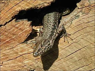 Certains lzards peuvent marcher au plafond.