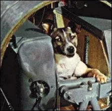 Le premier tre vivant envoy dans l'espace fut Laka, cette chienne.