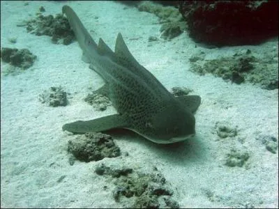 Le requin lopard est dangereux pour l'homme.